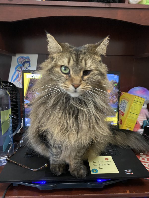 Lost Domestic Long Hair in New York