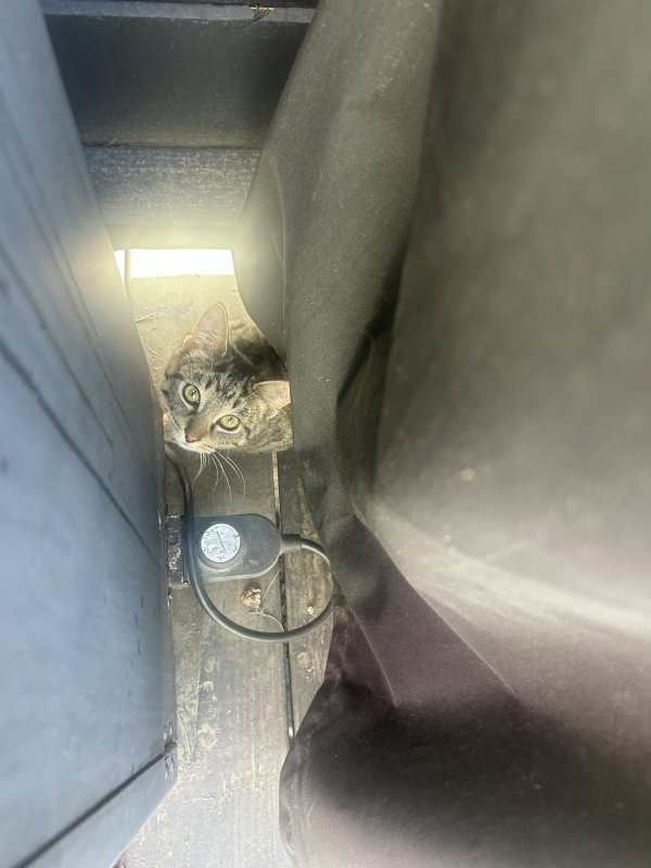 Lost Domestic Short Hair in California