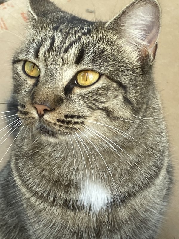 Found Domestic Short Hair in Florida