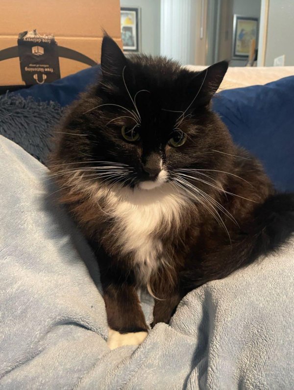 Lost Domestic Long Hair in California