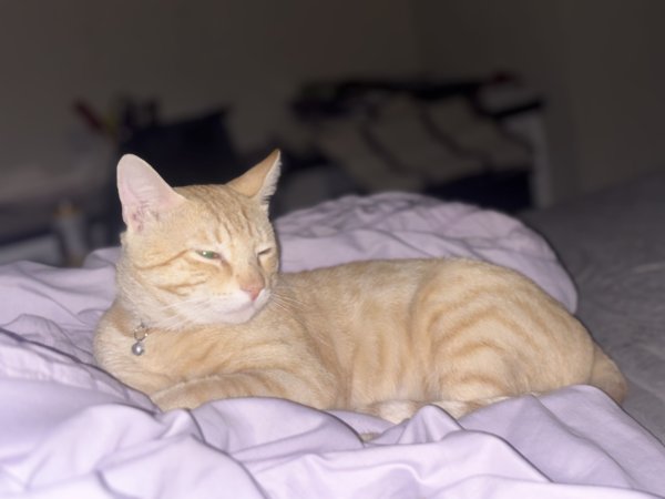 Lost Cat in Plano, TX