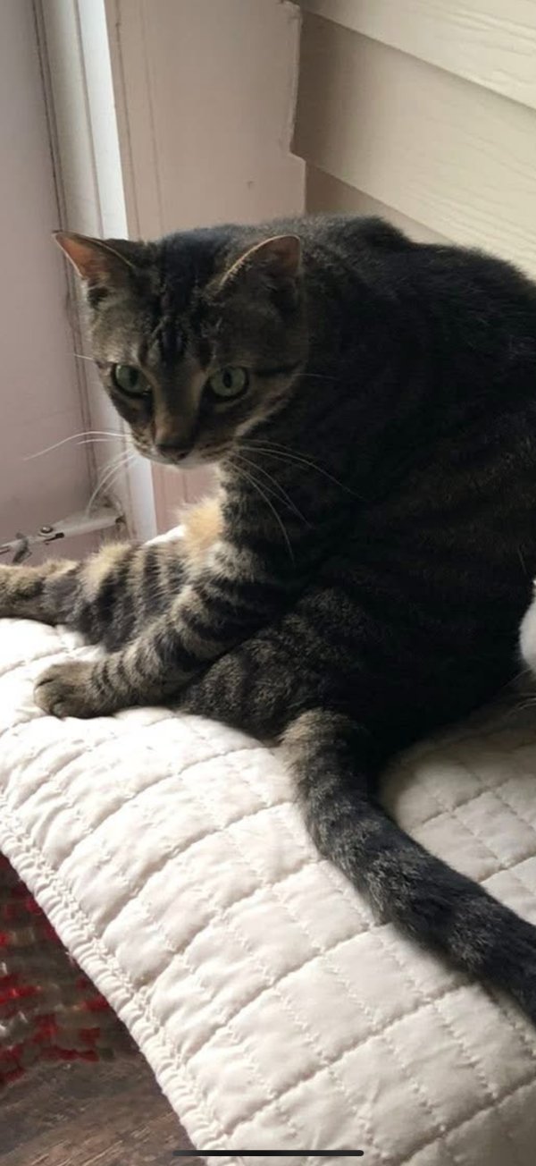 Lost Domestic Short Hair in Sandwich, IL