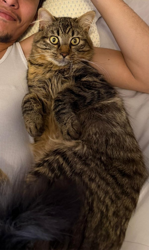 Stolen Cat in McKinney, TX