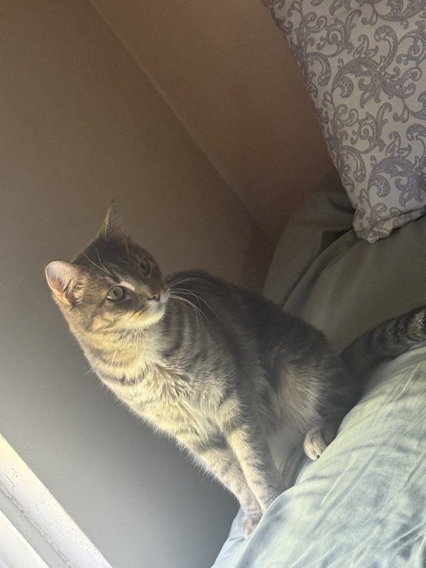 Lost Cat in Woburn, MA