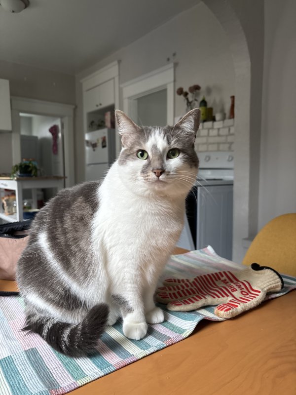 Lost Cat in Everett, WA