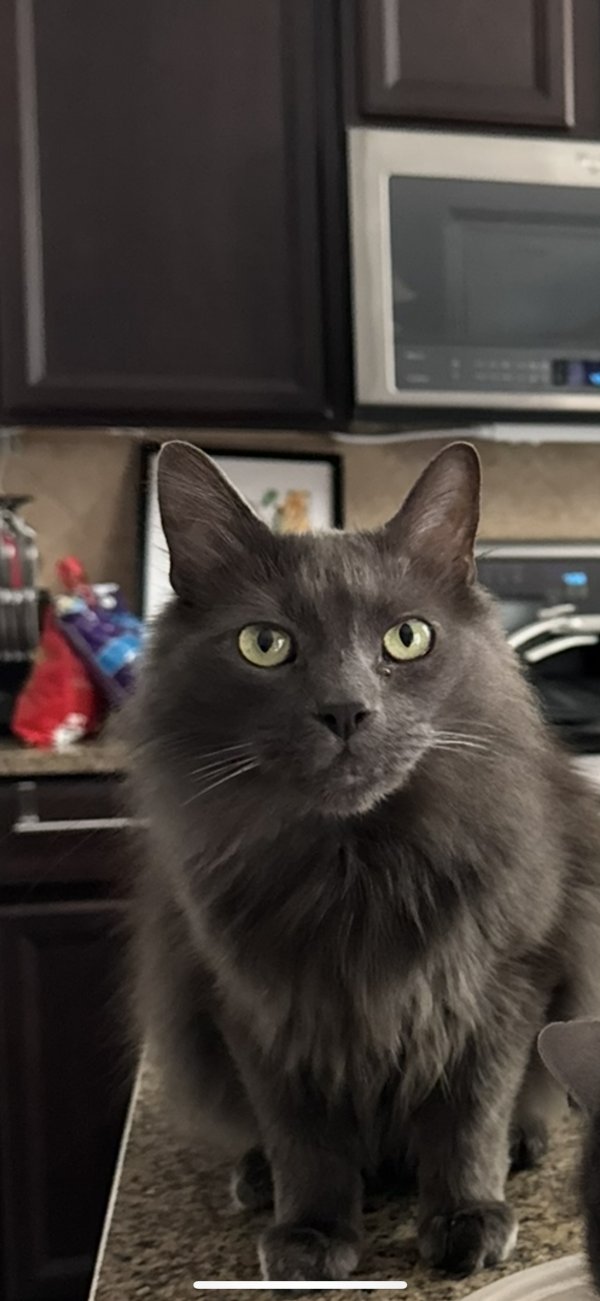 Lost Nebelung in Georgia