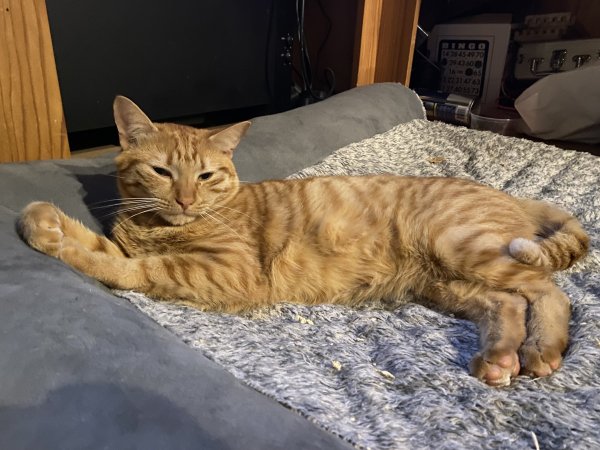 Lost Cat in Osprey, FL