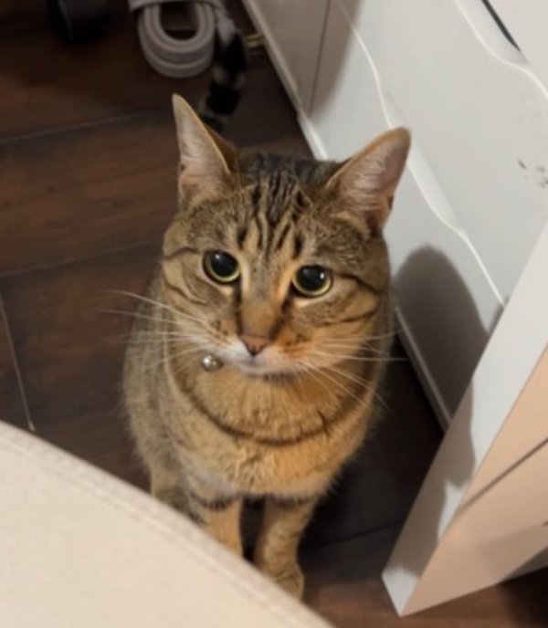 Lost Domestic Short Hair in California