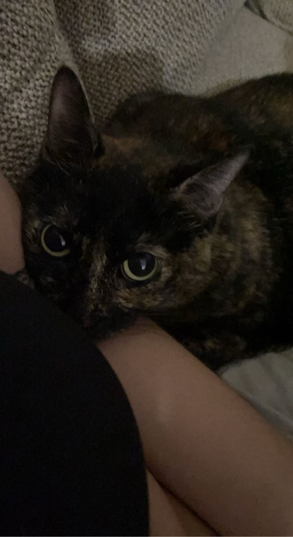 Lost Cat in Boca Raton, FL