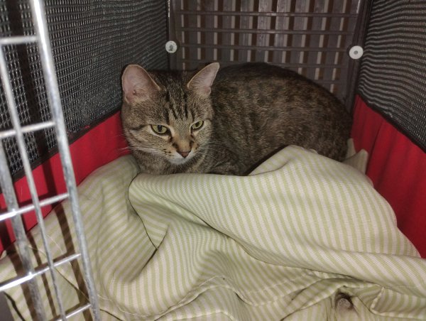Lost Domestic Short Hair in California
