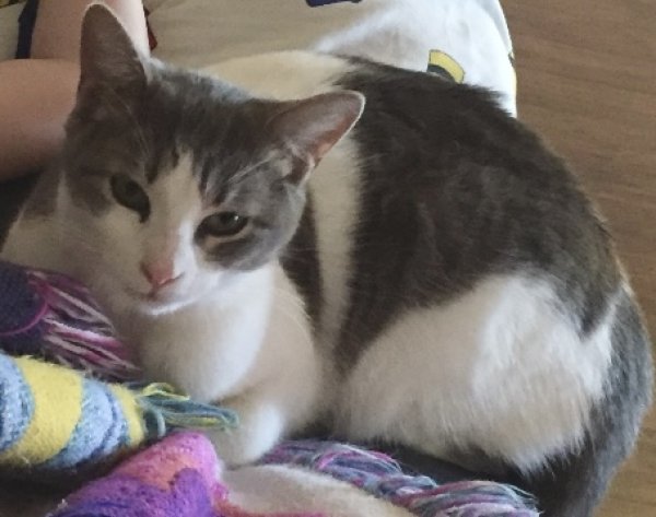 Lost Domestic Short Hair in Florida