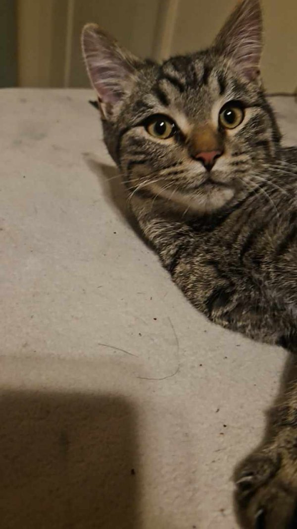 Lost Domestic Short Hair in Montana