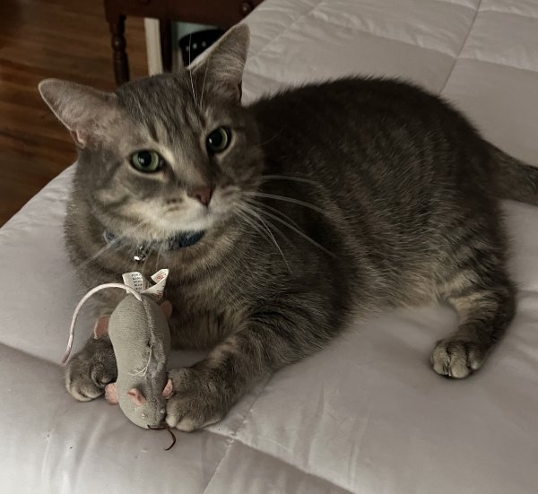 Lost Cat in Bay Village, OH