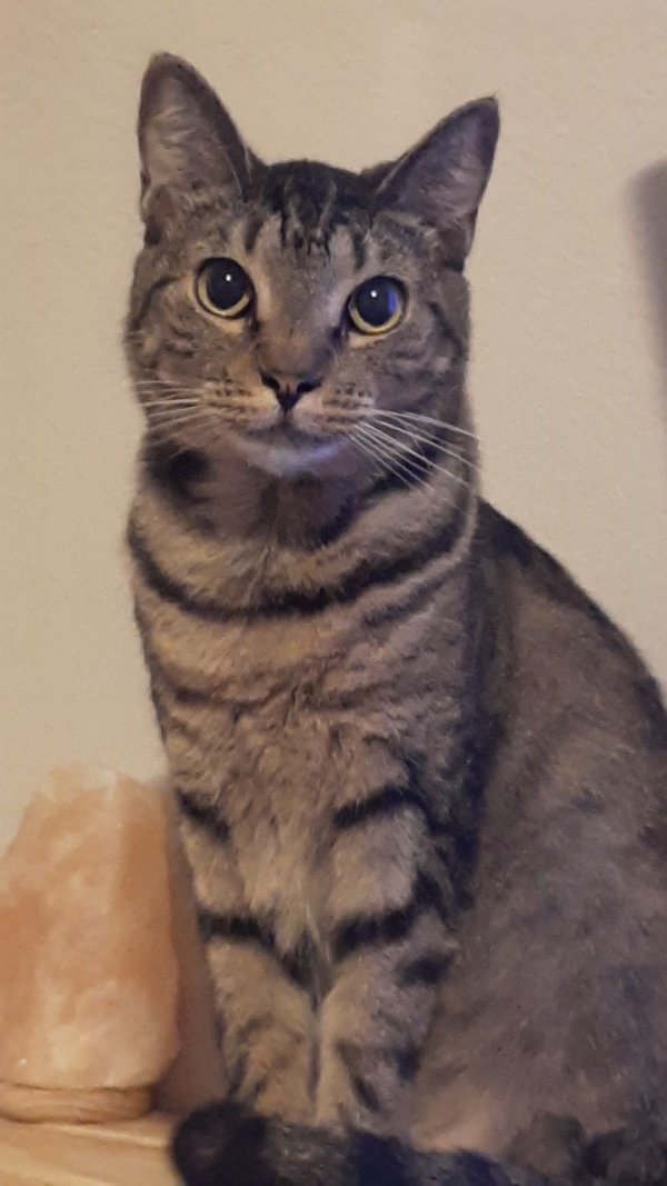 Lost Domestic Short Hair in Florida