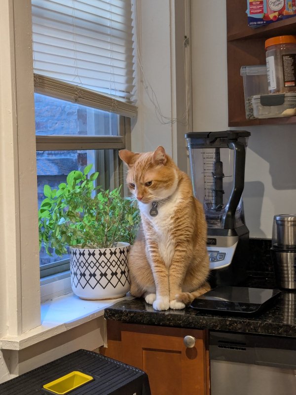 Lost Domestic Short Hair in Illinois