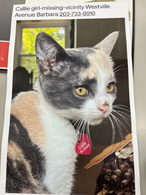 Lost Domestic Short Hair in Connecticut