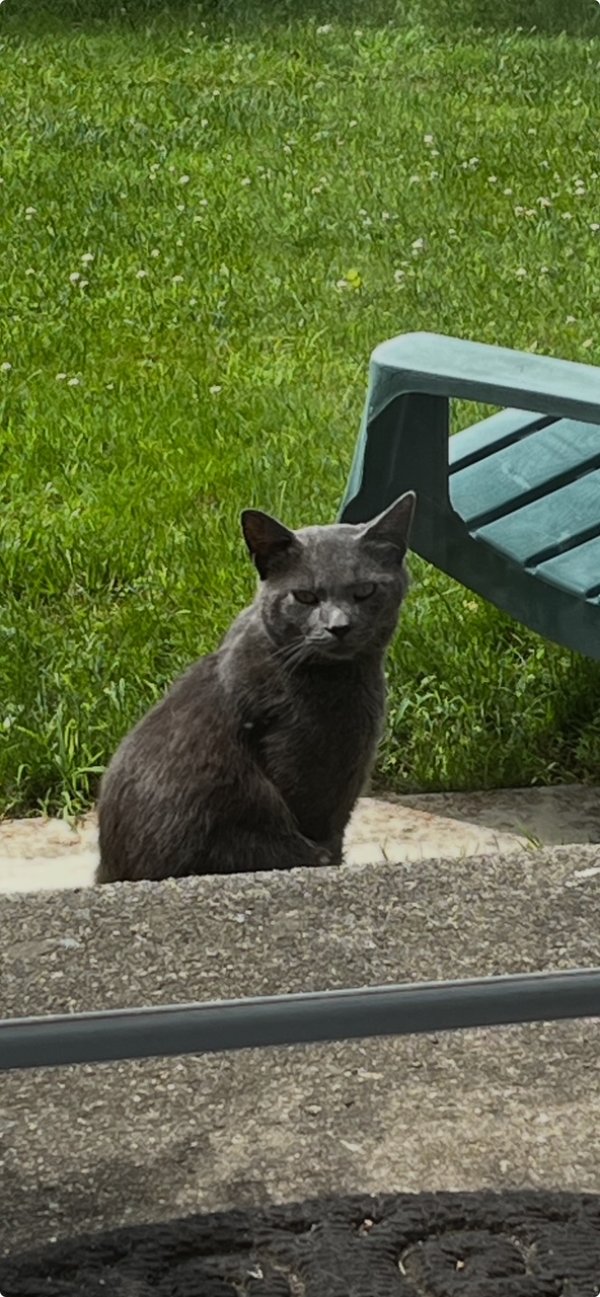 Found Domestic Short Hair in Danbury, CT