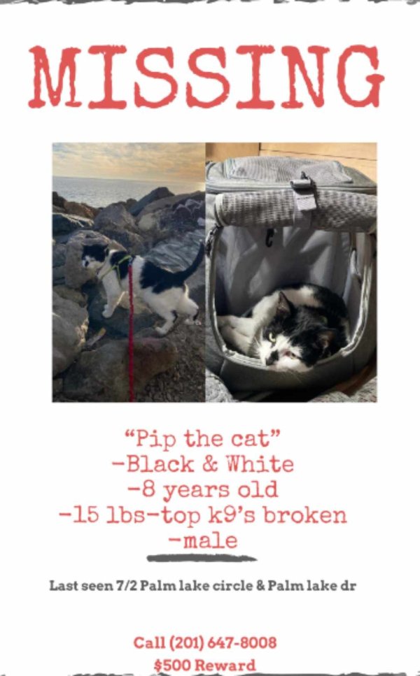 Lost American Shorthair in Florida