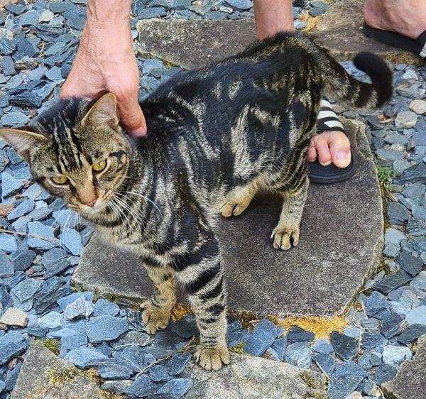 Found Domestic Short Hair in Georgia