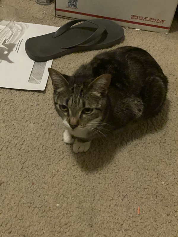 Lost Domestic Short Hair in California