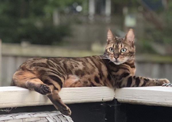 Lost Bengal cat in Illinois