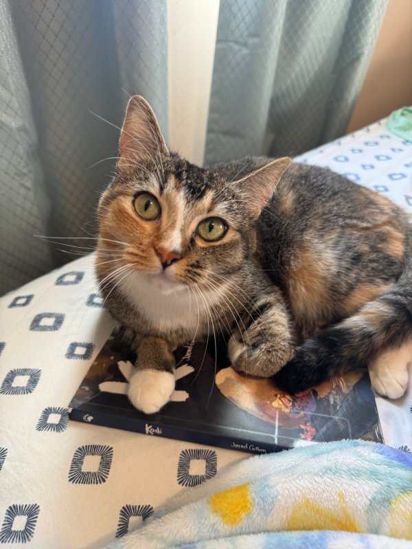 Lost cat in Seattle, WA