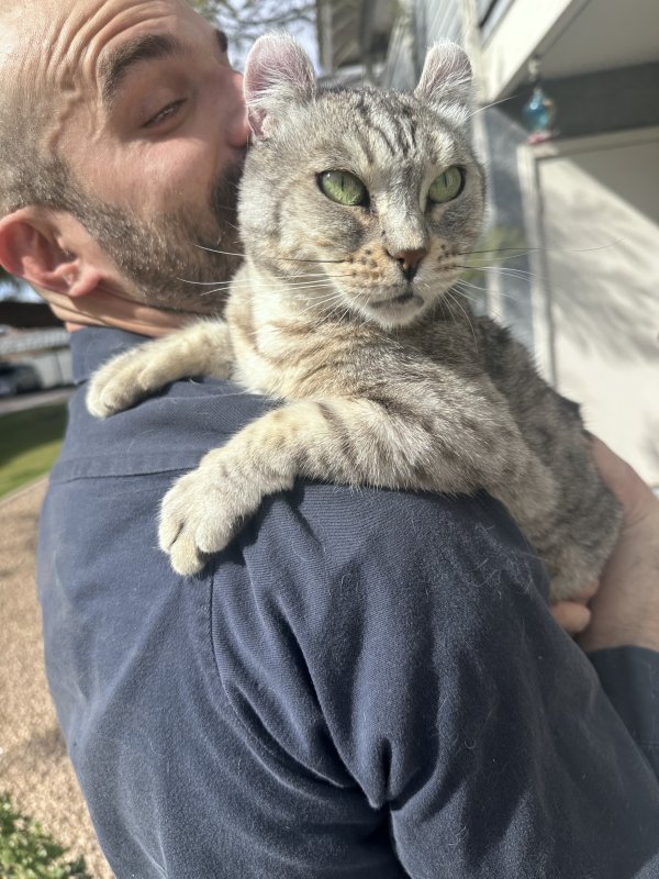 Lost Exotic Shorthair in Phoenix, AZ