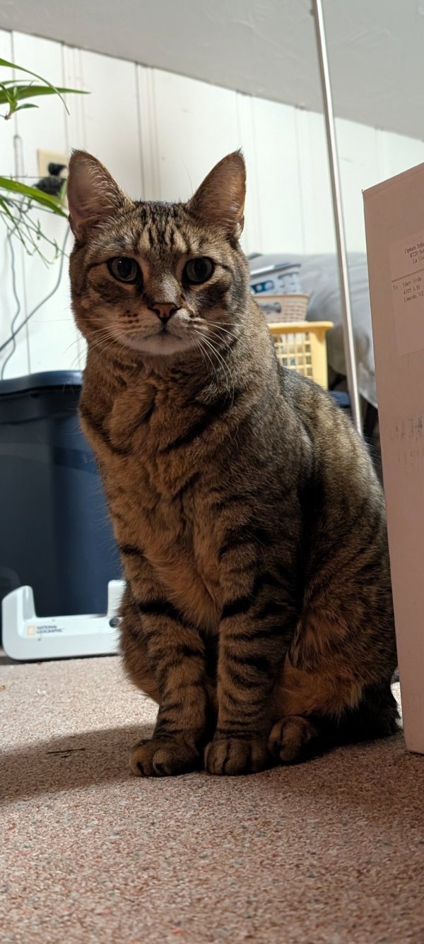 Lost Domestic Short Hair in Nebraska