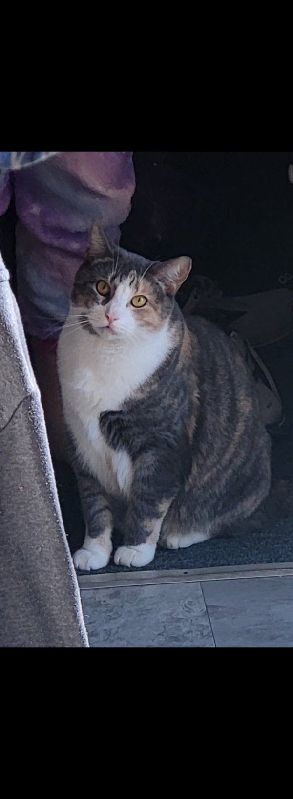Lost American Shorthair in Ohio