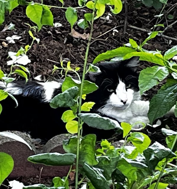 Found Domestic Long Hair 