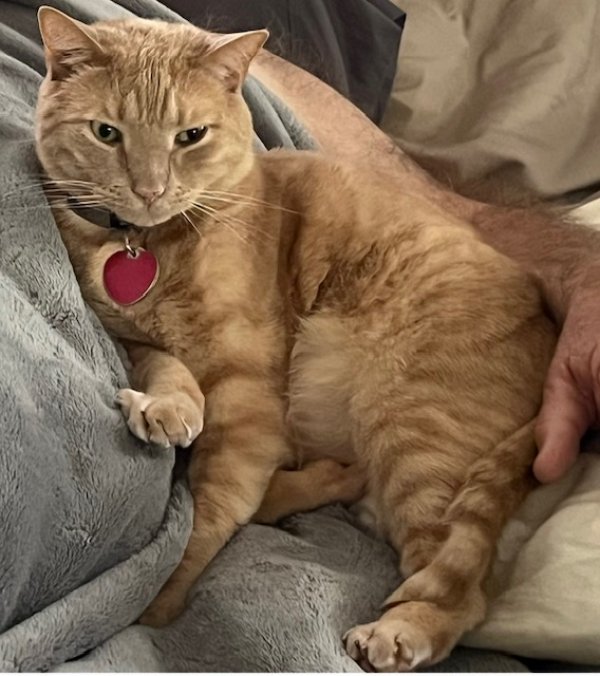 Lost Domestic Short Hair in Texas