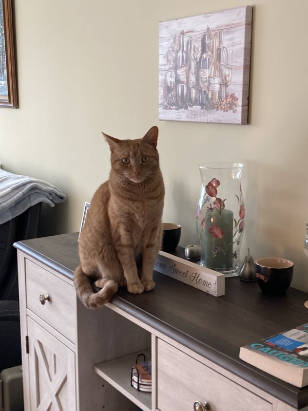 Lost Cat in Merrimac, MA