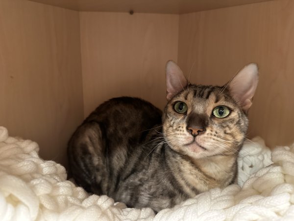 Lost Bengal cat 