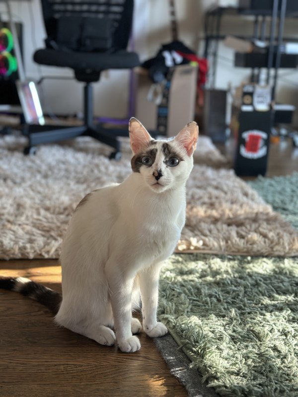 Lost Domestic Short Hair in California