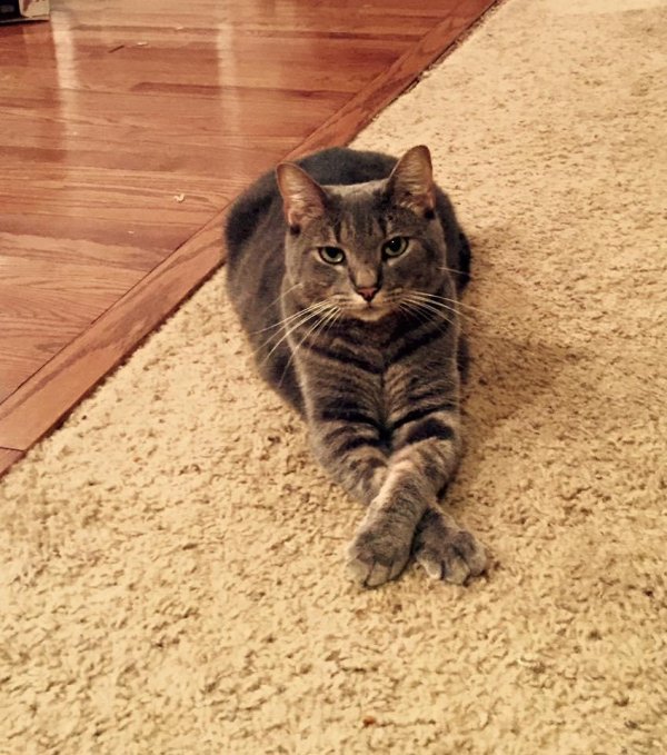 Lost Domestic Short Hair in Indiana