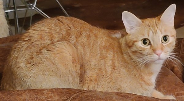 Lost American Shorthair in California