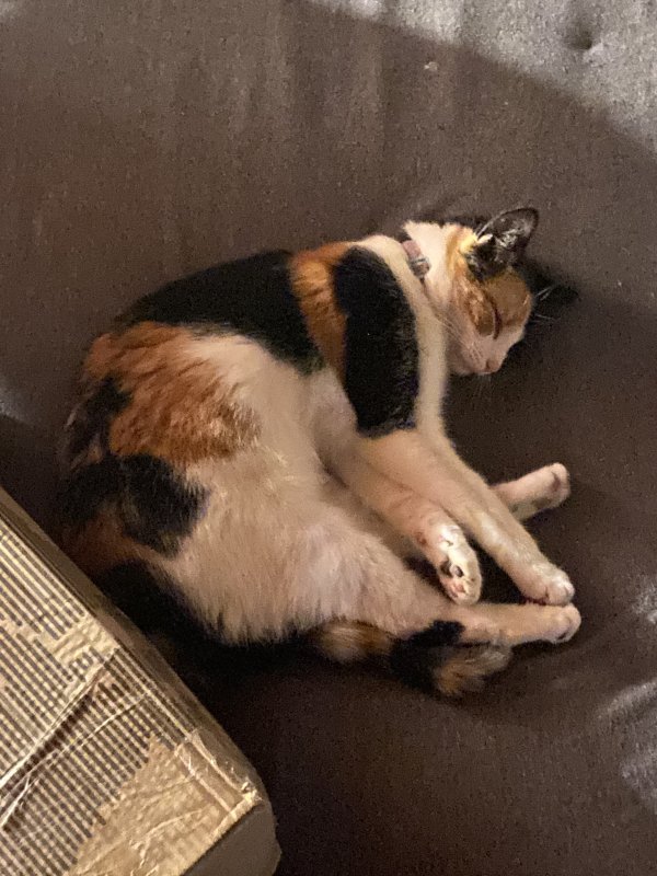 Lost Domestic Short Hair in Georgia
