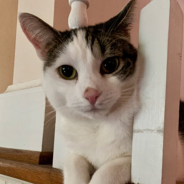 Lost Domestic Short Hair in New York