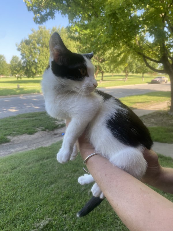 Found Domestic Short Hair 