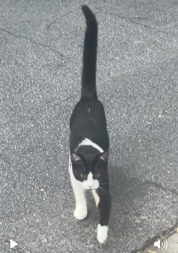 Lost Domestic Short Hair in Georgia