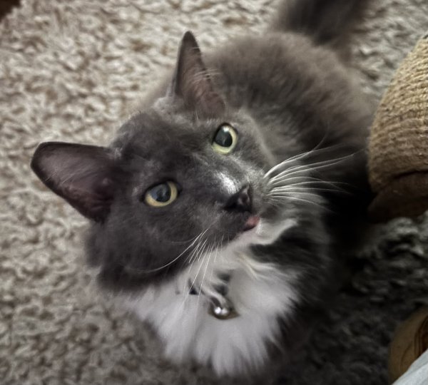 Lost Domestic Long Hair in Texas