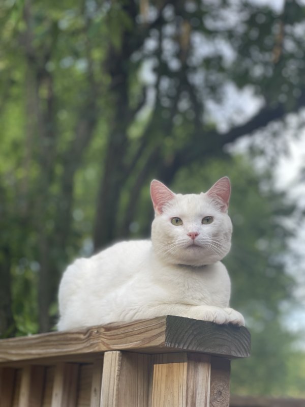Lost Cat in Cambridge, OH