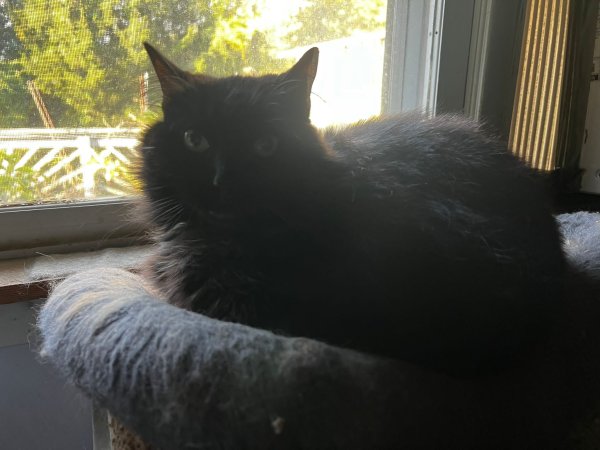 Lost Domestic Long Hair in Hopatcong, NJ