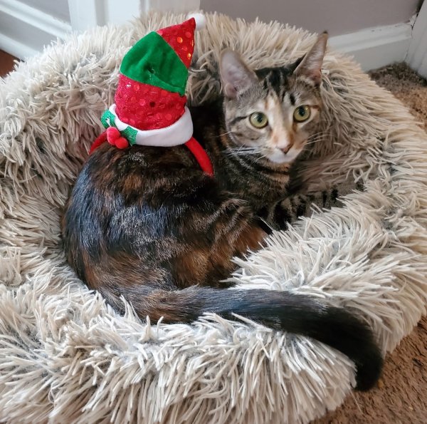 Lost Domestic Short Hair in Ohio