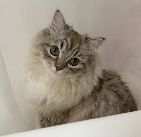 Lost  in Aurora, Illinois