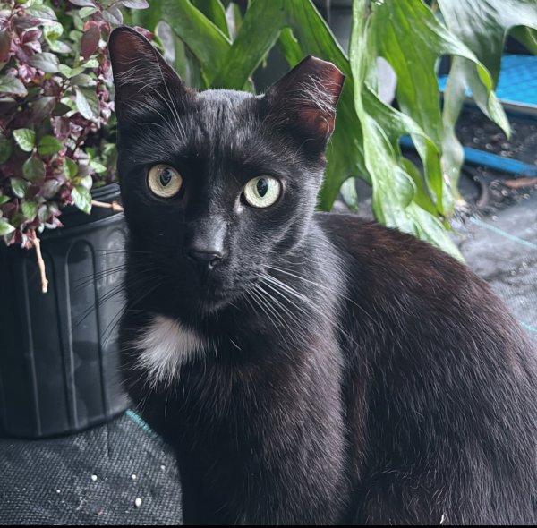 Lost American Shorthair in Florida
