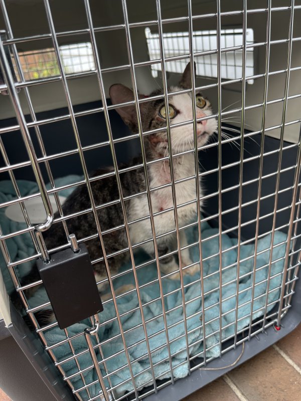 Found American Shorthair in Burlington, NC