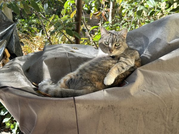 Lost Cat in Menlo Park, CA