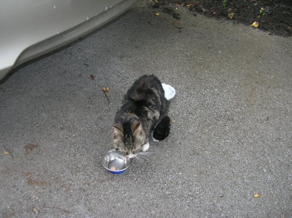 Found Cat in Watertown, NY