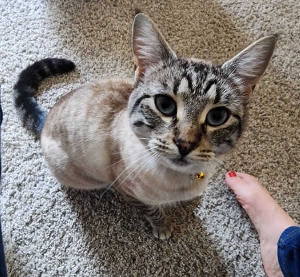 Lost Siamese in Everett, WA